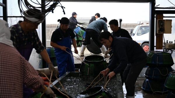愛知県高浜市で三代続く養鰻家が独自技術で育てた極上の「新子メスうなぎ」が初出荷！