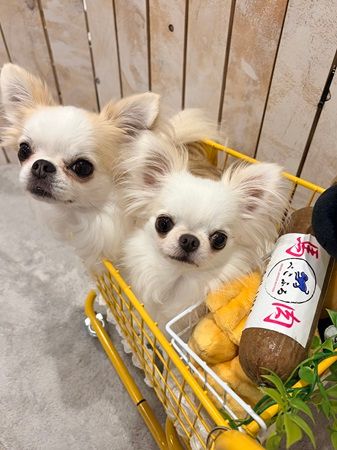 ペット情報メディアを運営するペットモ、国産ロールフード「ぺこふる」の取り扱い開始！