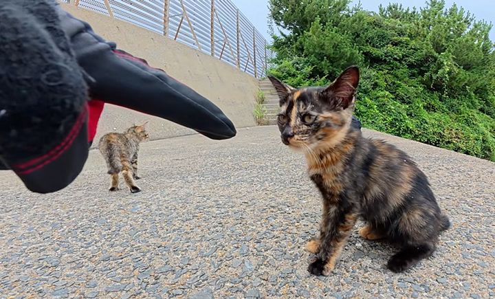 人間を警戒する子猫達
