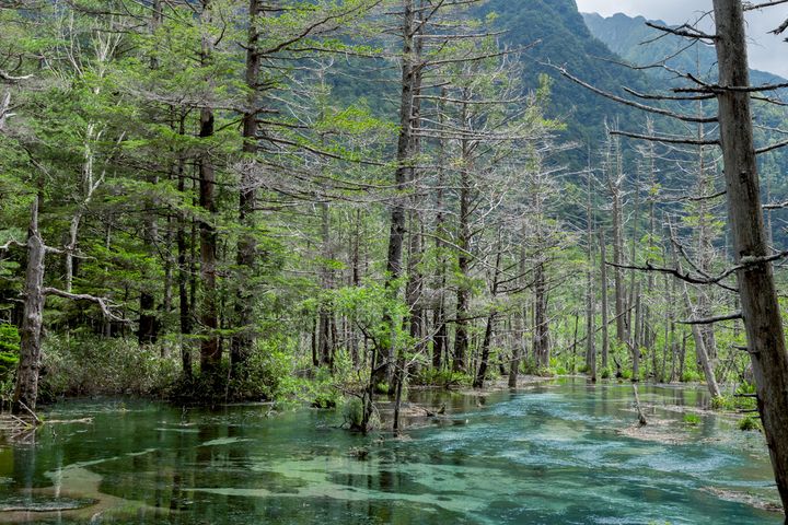 岳沢湿原