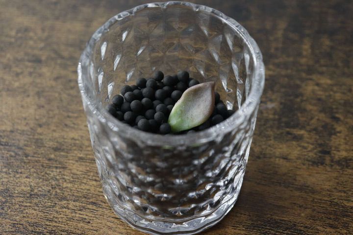 ミニグラスに水耕栽培用の黒い粒と多肉植物の葉が入っている