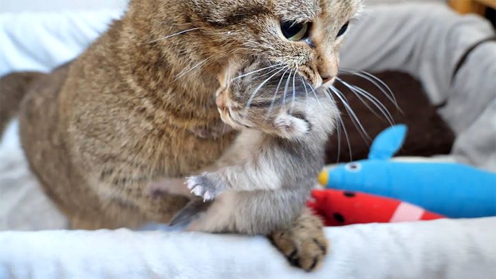 子猫を運ぶ母猫