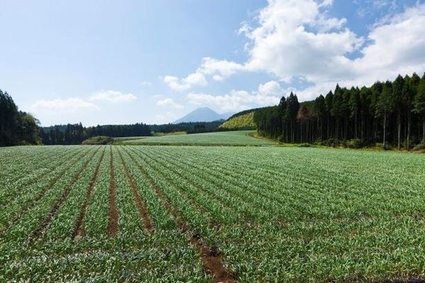 健康家族から大人気「梅にんにく」と「美味しいにんにくの黒酢漬け」が期間限定発売！