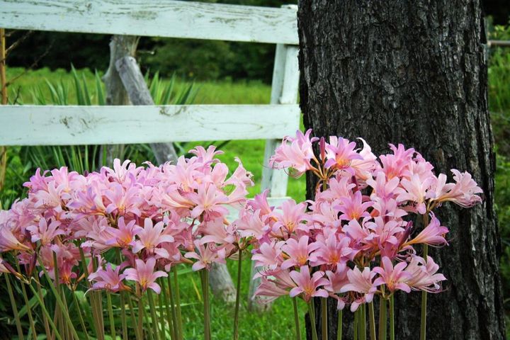 夏に植えて秋にパッと咲く！球根植物【8選】と育て方のコツ。植えっぱなしタイプも