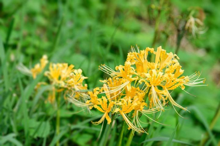 ヒガンバナの黄花種