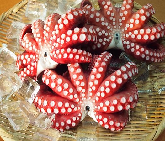 【東京都葛飾区】山口の瀬付きあじを丸ごと捌く、親子向け料理教室開催！ゲストにさかなクンも登場