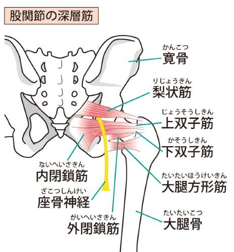 股関節