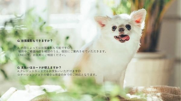 【三重県伊勢市】フォトスタジオ「photomar」が愛犬専用の撮影プランを開始。愛犬との思い出を美しく残す