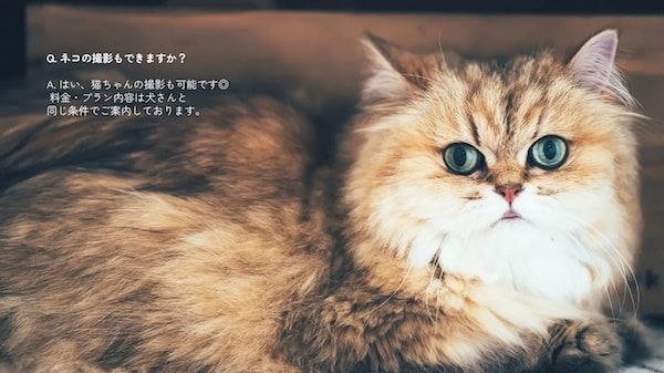 【三重県伊勢市】フォトスタジオ「photomar」が愛犬専用の撮影プランを開始。愛犬との思い出を美しく残す