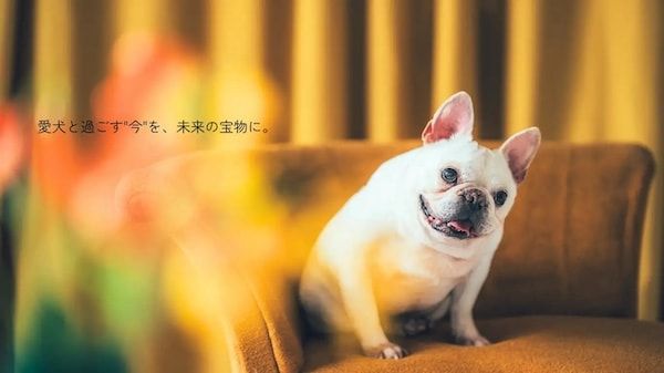 【三重県伊勢市】フォトスタジオ「photomar」が愛犬専用の撮影プランを開始。愛犬との思い出を美しく残す