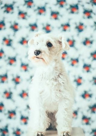 【三重県伊勢市】フォトスタジオ「photomar」が愛犬専用の撮影プランを開始。愛犬との思い出を美しく残す