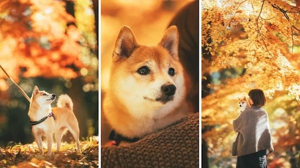 【三重県伊勢市】フォトスタジオ「photomar」が愛犬専用の撮影プランを開始。愛犬との思い出を美しく残す