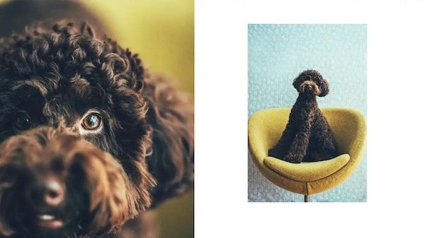 【三重県伊勢市】フォトスタジオ「photomar」が愛犬専用の撮影プランを開始。愛犬との思い出を美しく残す