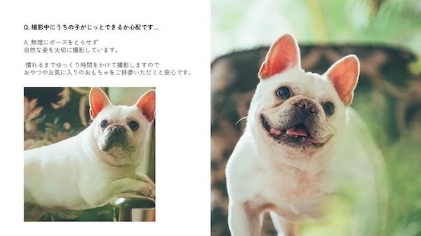 【三重県伊勢市】フォトスタジオ「photomar」が愛犬専用の撮影プランを開始。愛犬との思い出を美しく残す
