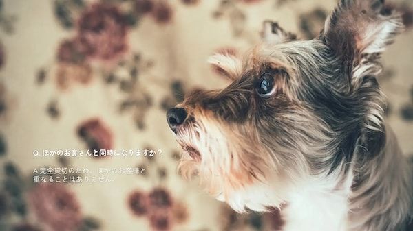 【三重県伊勢市】フォトスタジオ「photomar」が愛犬専用の撮影プランを開始。愛犬との思い出を美しく残す