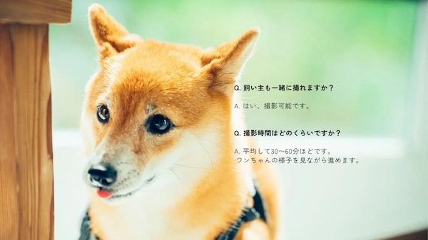 【三重県伊勢市】フォトスタジオ「photomar」が愛犬専用の撮影プランを開始。愛犬との思い出を美しく残す
