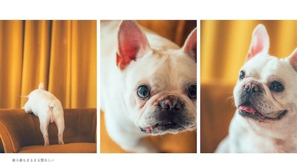【三重県伊勢市】フォトスタジオ「photomar」が愛犬専用の撮影プランを開始。愛犬との思い出を美しく残す