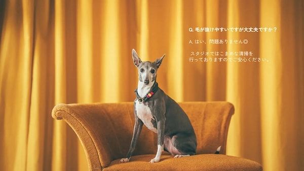 【三重県伊勢市】フォトスタジオ「photomar」が愛犬専用の撮影プランを開始。愛犬との思い出を美しく残す