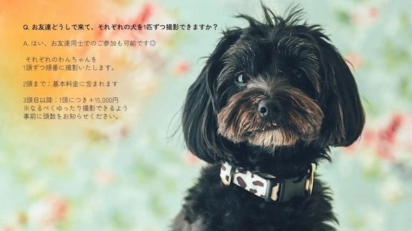【三重県伊勢市】フォトスタジオ「photomar」が愛犬専用の撮影プランを開始。愛犬との思い出を美しく残す