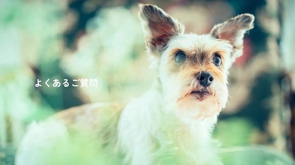 【三重県伊勢市】フォトスタジオ「photomar」が愛犬専用の撮影プランを開始。愛犬との思い出を美しく残す