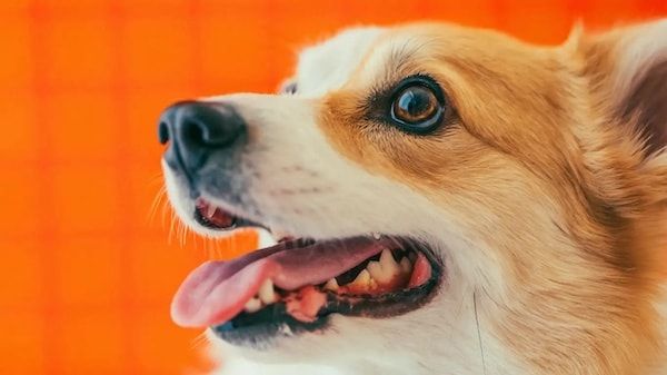 【三重県伊勢市】フォトスタジオ「photomar」が愛犬専用の撮影プランを開始。愛犬との思い出を美しく残す