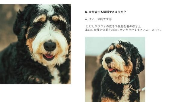 【三重県伊勢市】フォトスタジオ「photomar」が愛犬専用の撮影プランを開始。愛犬との思い出を美しく残す