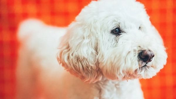 【三重県伊勢市】フォトスタジオ「photomar」が愛犬専用の撮影プランを開始。愛犬との思い出を美しく残す