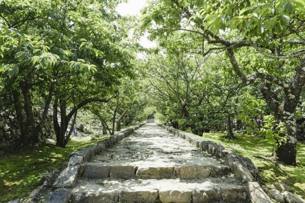 石造りの階段を上り、高台へ！ 撮影：樋口涼