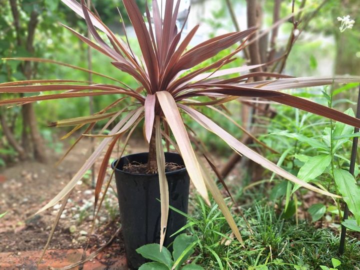 深鉢に植えたコルジリネレッドスター