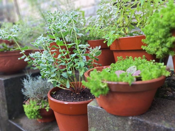素焼き鉢に植えた植物