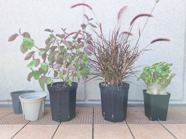 スリット鉢に植えた植物