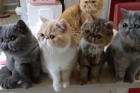 5匹のエキゾチックショートヘアによる奇跡のシンクロ！
