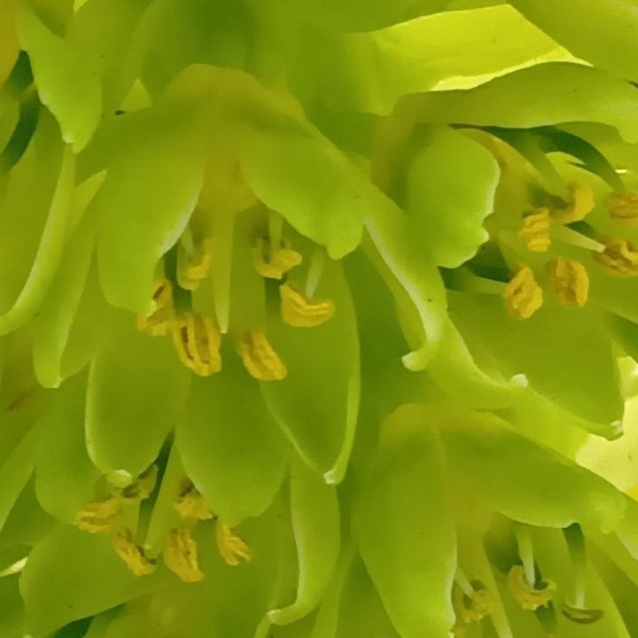 花言葉は？