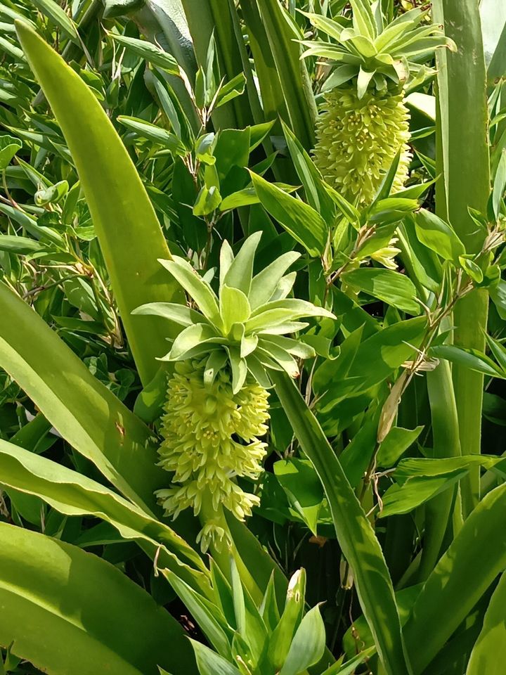 パイナップルの花言葉を知るきっかけに！花壇で思わず二度見した夏の花！