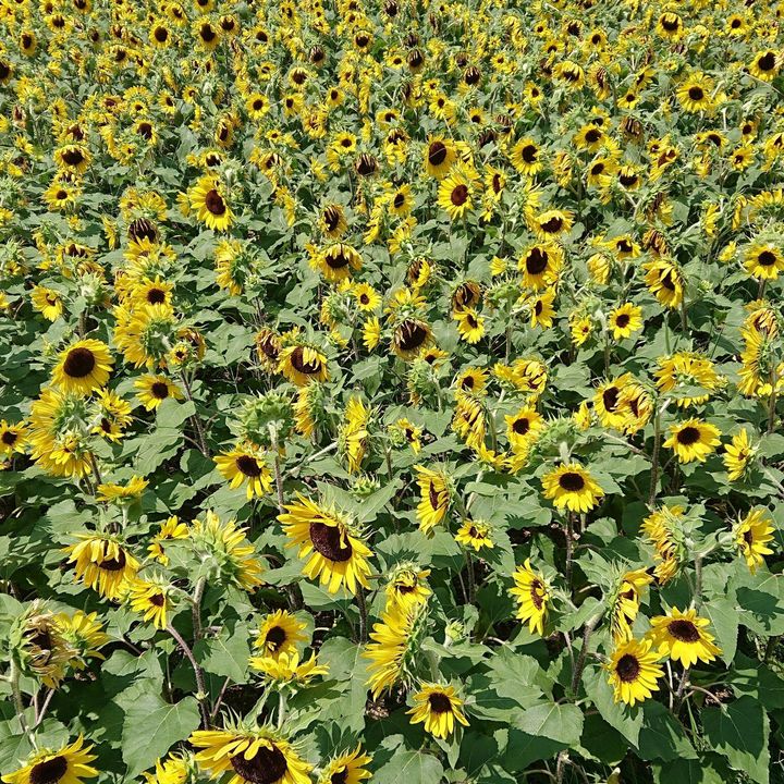 パイナップルの花言葉を知るきっかけに！花壇で思わず二度見した夏の花！