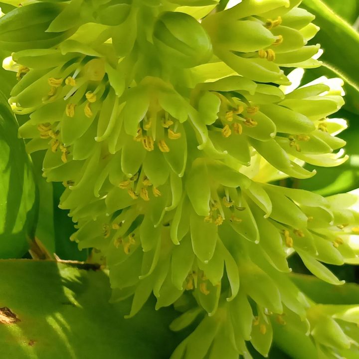 花穂の先に葉っぱがちょこんと付き、その姿がパイナップルにそっくり！ 実際は小さな星形のお花が下から順番に咲き、長く楽しめます。