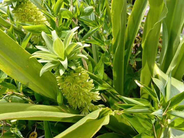パイナップルの花言葉を知るきっかけに！花壇で思わず二度見した夏の花！