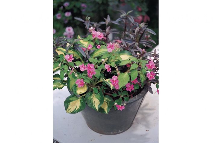 半日陰でも晩秋まで咲き続ける！インパチエンス主役の【夏の寄せ植え】2つの作り方