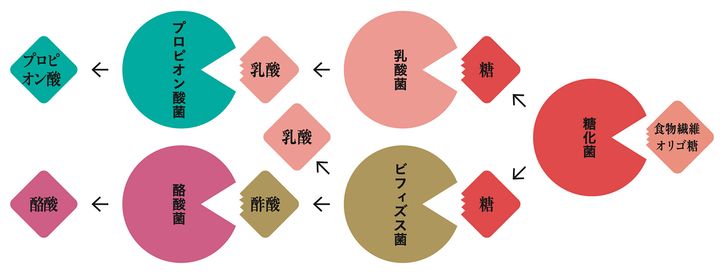 今こそ知りたい腸内細菌の働き