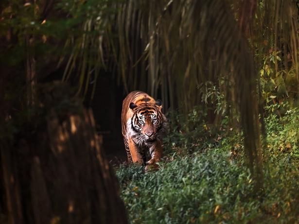 夜行性動物が活発に動き回る姿は見応え十分/ナイトズーラシア 2026 画像提供：よこはま動物園ズーラシア