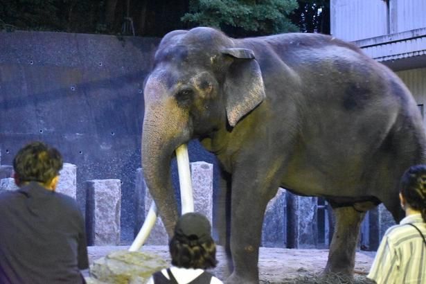 インドゾウ/ナイト金沢ZOO(ズー) 2026