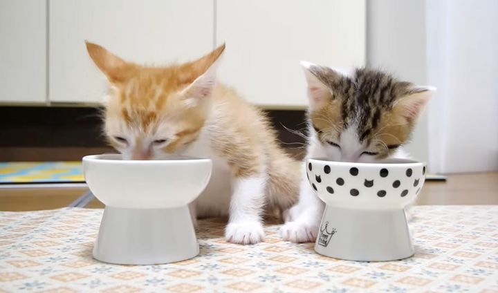 ご飯をモグモグ食べる子猫達