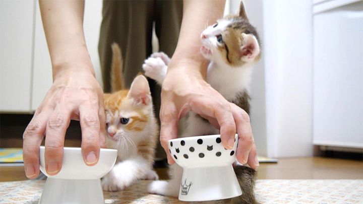 ご飯に大騒ぎする子猫達
