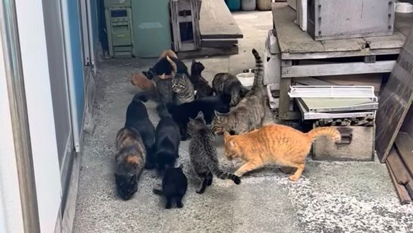 【愛媛県上島町】魚島の地域猫に動物医療を実施するため、移動手術車を活用したプロジェクトを開始
