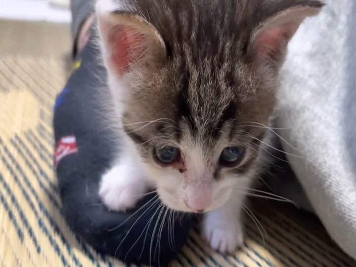 飼い主に甘えまくる子猫がかわいすぎ！