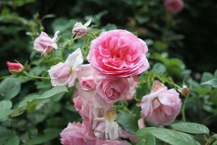 バラの花