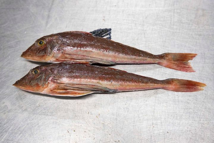 魚