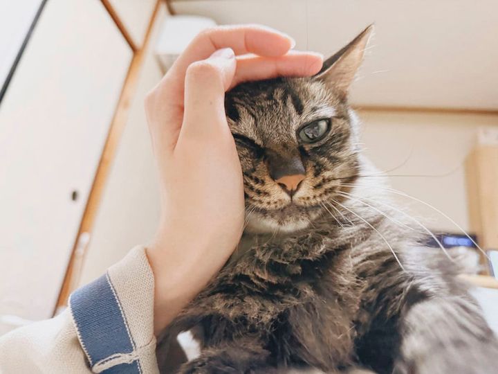 撫でて欲しい、ふわふわねこ。頭を擦り寄せたり、膝に乗ってきたり、「たくさん撫でてほしい」と伝えてくれます。