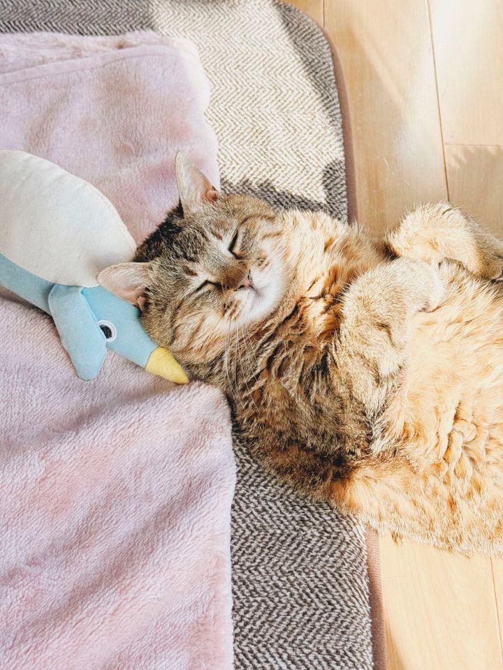 お気に入りのペンギンのおもちゃといっしょに、よく眠っています。