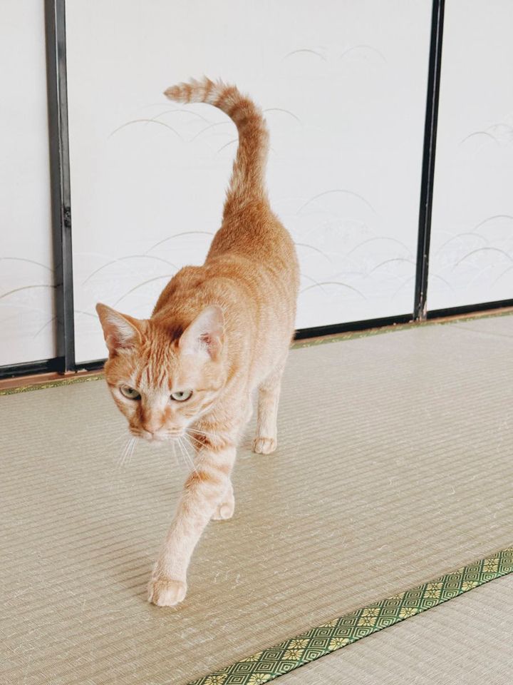 「撫でるのは、もう十分〜」と、去っていく茶トラちゃん。行動で教えてくれます。